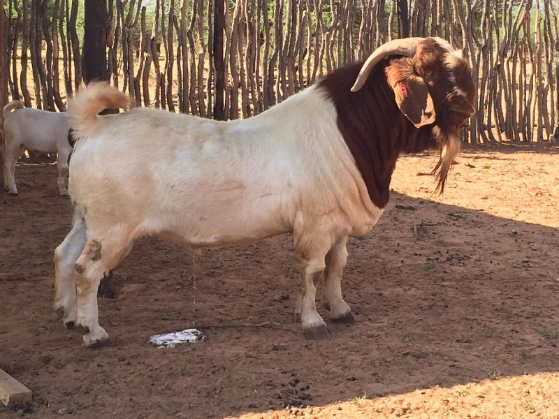 Pure Breeding Boer Buck