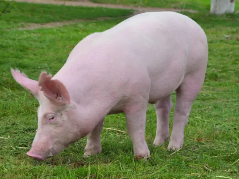 Large White Breeding Boar
