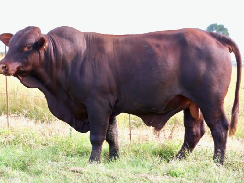 Prime Brahman Bull - CRC3410