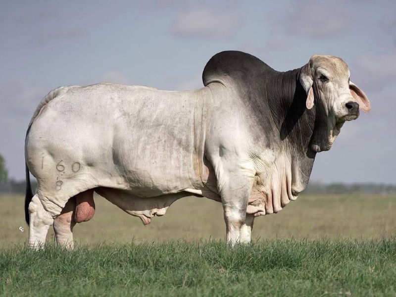 Hampshire Sow